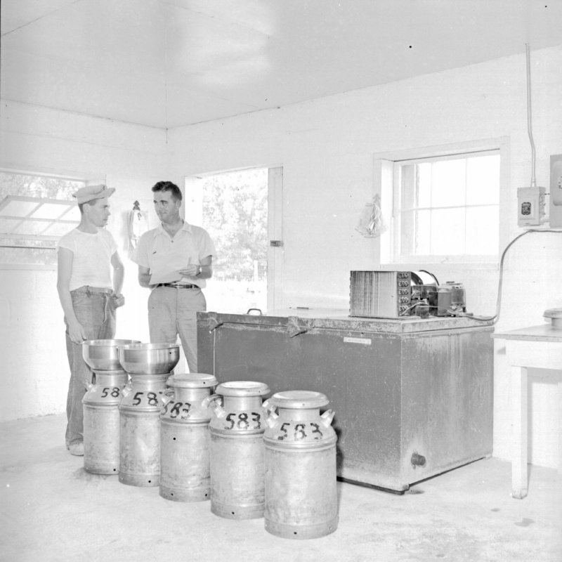 042_Some farmers poured the milk into cans... (1951).jpg